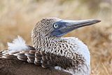 Blue-footed Booby